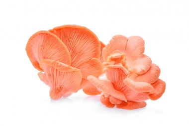 Beyaz arka planda izole edilmiş pembe istiridye mantarı.