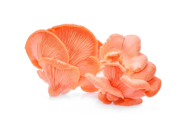 Roze oesterzwam geïsoleerd op witte achtergrond — Stockfoto