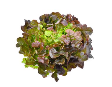 Kırmızı Meşe Marulu beyaz arkaplanda izole edildi