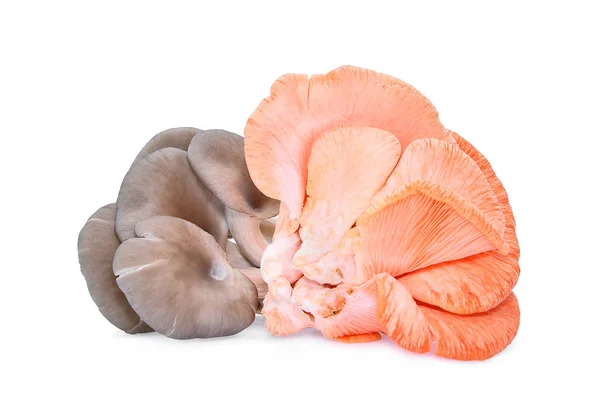 White and pink oyster mushroom isolated on white background — Stock Photo, Image