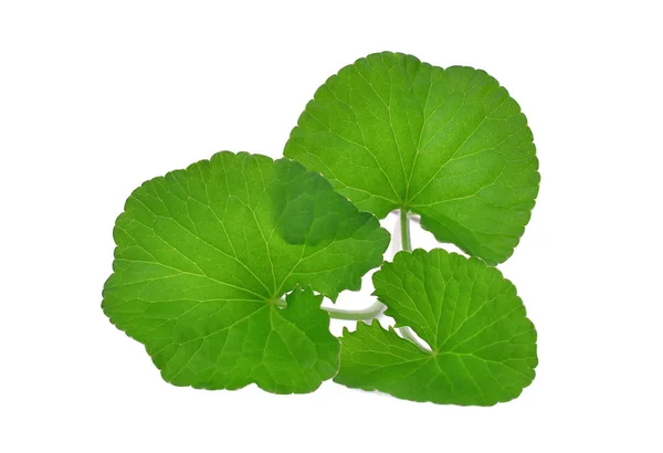 Hoja verde de centella asiatica, pennywort asiática, (centella asi —  Fotos de Stock