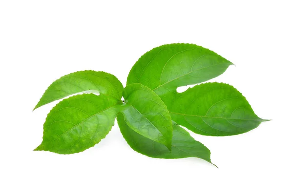 Folha verde de maracujá isolado no fundo branco — Fotografia de Stock