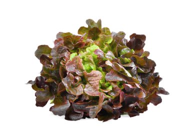 Kırmızı Meşe Marulu beyaz arkaplanda izole edildi