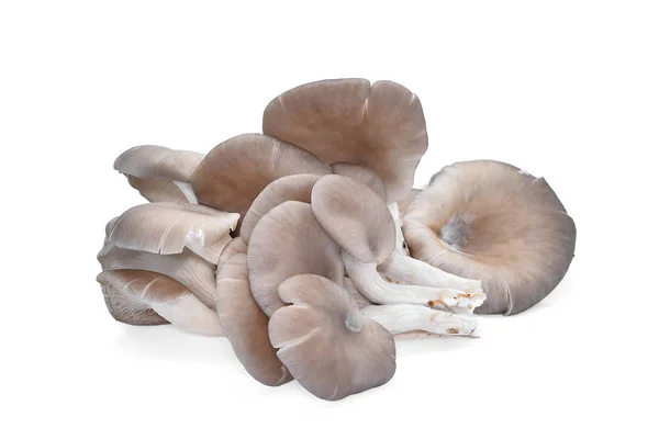 Fresh oyster mushroom isolated on white background — Stock Photo, Image