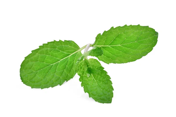 Fresh mint leaf isolated on white background — Stock Photo, Image