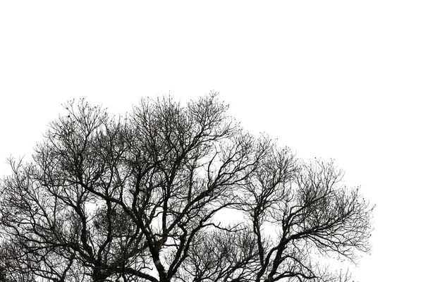 Toter und trockener Baum isoliert auf weißem Hintergrund — Stockfoto