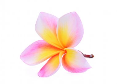 Beyaz arka plan üzerinde izole pembe frangipani çiçek