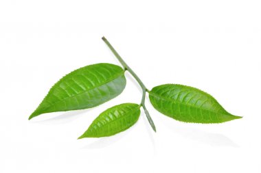 beyaz zemin üzerine yeşil çay yaprak ilsolated