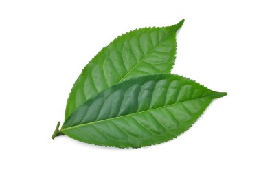 Beyaz arkaplanda yeşil çay yaprağı izole