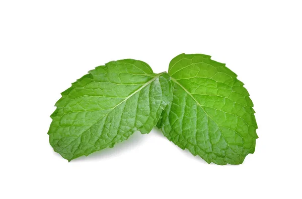 Two fresh mint leaves isolated on white background — Stock Photo, Image