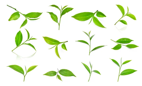 Sada zelený čaj listy ilsolated na bílém pozadí — Stock fotografie