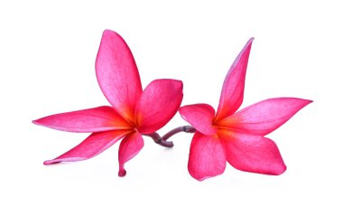 pembe tropikal çiçek, plumeria, Lanthom, Leelawadee çiçek Isola