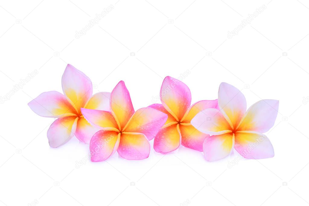 pink frangipani or plumeria (tropical flowers) isolated on white