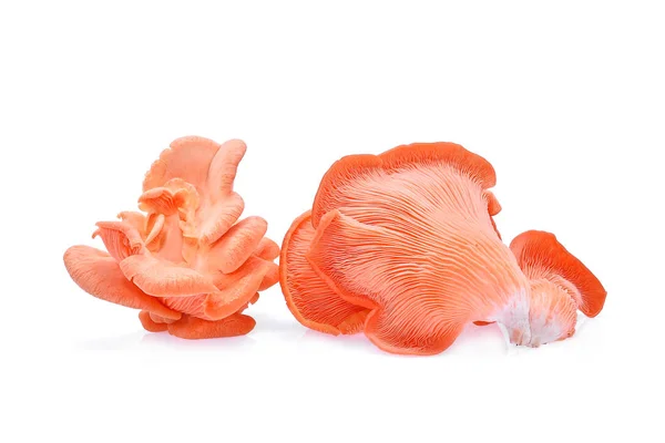 Pink oyster mushroom isolated on white background — Stock Photo, Image