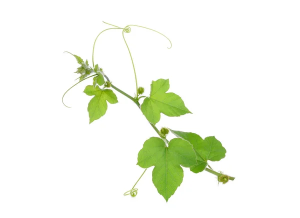 Green leaf of vine plants isolate on white background — Stock Photo, Image
