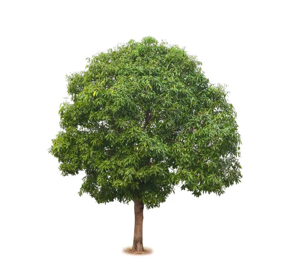 Манго дерево ізольоване на білому тлі — стокове фото