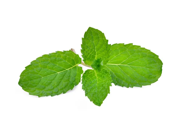 Hojas frescas de menta aisladas sobre fondo blanco —  Fotos de Stock