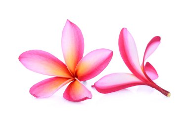 pembe frangipani tropikal çiçek, plumeria, Lanthom, Leelawadee f