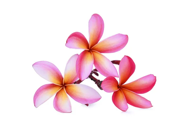 Rosa Frangipani tropische Blume, plumeria, lanthom, leelawadee f — Stockfoto