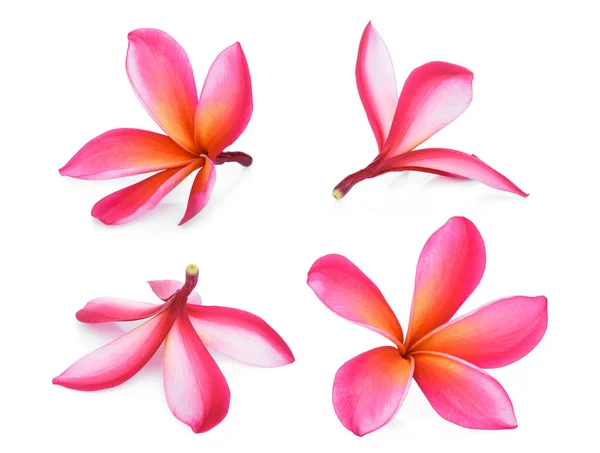 Rosa Frangipani tropische Blume, plumeria, lanthom, leelawadee f — Stockfoto