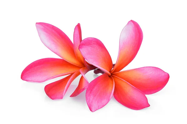 Flor tropical de frangipani rosa, plumeria, Lanthom, Leelawadee f —  Fotos de Stock