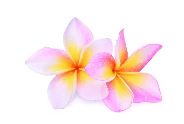 Rosa Frangipani (plumeria) Blume isoliert auf weißem Hintergrund — Stockfoto