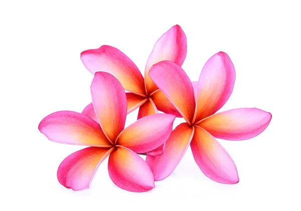 Flor tropical de frangipani rosa, plumeria, Lanthom, Leelawadee f —  Fotos de Stock