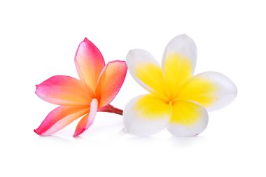 Beyaz ve pembe frangipani tropikal çiçek, plumeria, lanthom, le