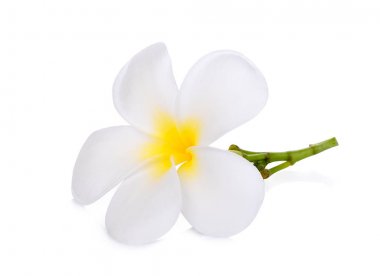 Beyaz arka plan üzerinde izole beyaz frangipani (plumeria) çiçek