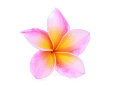 Tek pembe frangipani izole beyaz arka plan