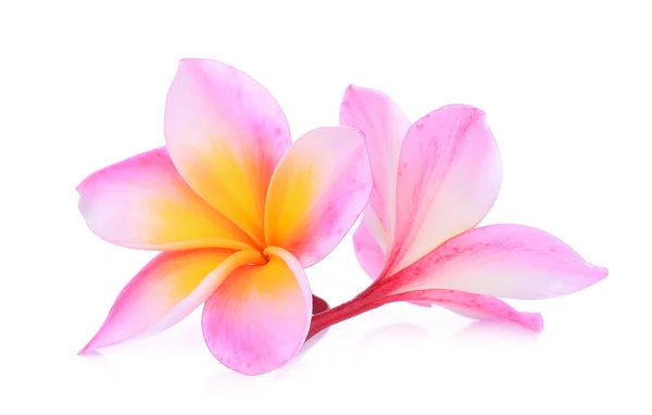 Rosa flor frangipani isolado fundo branco — Fotografia de Stock