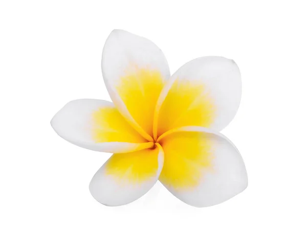 Pojedynczy biały frangipani (plumeria) kwiat na białym tle na biały tył — Zdjęcie stockowe