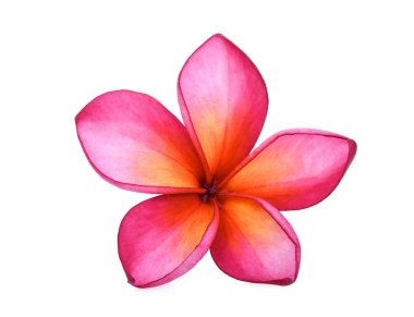 Tek kırmızı frangipani izole beyaz arka plan