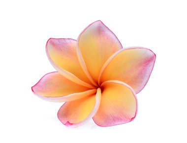 Tek frangipani tropikal çiçek, plumeria, Lanthom, Leelawadee