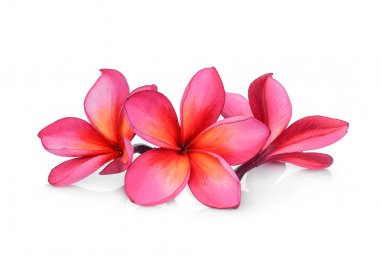 Beyaz arka plan kırmızı frangipani çiçek izole