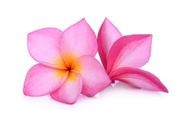 粉红色花的花朵隔绝白色背景 — 图库照片