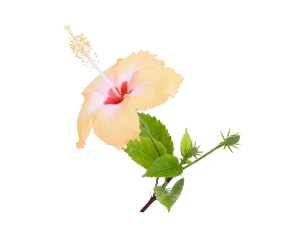 Hibisco amarelo ou flor de chaba com folhas verdes — Fotografia de Stock