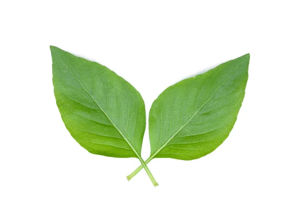 Top view of thai sweet basil leaf isolated on white background Stock Photo