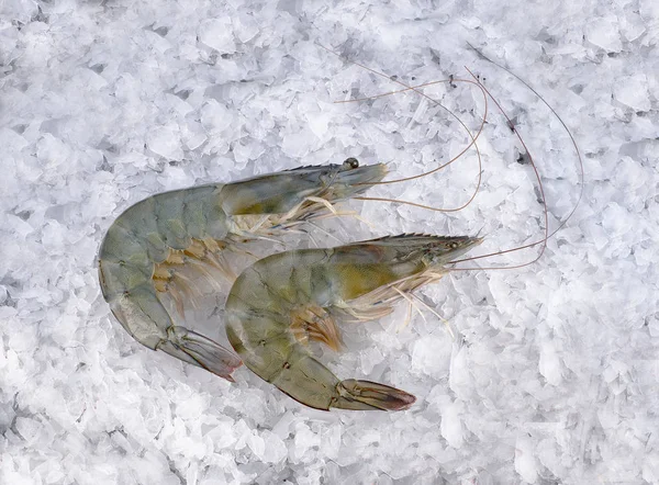 Φρέσκες γαρίδες στον πάγο απομονωμένο λευκό φόντο, top view, fla — Φωτογραφία Αρχείου