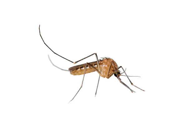 Κουνούπι απομονωμένο σε λευκό φόντο, επικίνδυνο έντομο, ελονοσία — Φωτογραφία Αρχείου