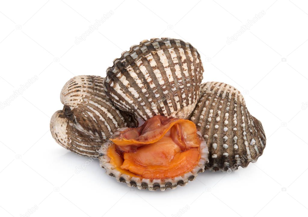 cockles seafood isolated on white background