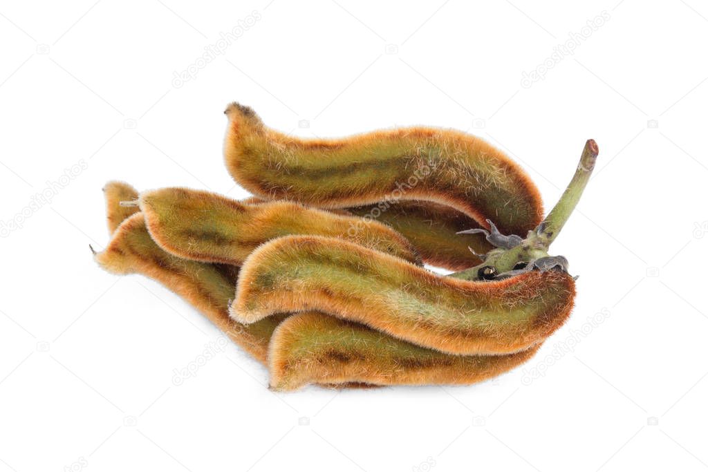 mucuna pruriens or velvet bean isolated on white background, tro