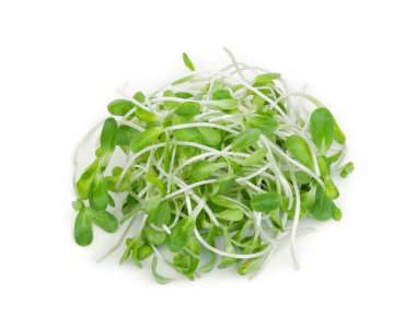 taze yeşil genç ayçiçeği izole üzerinde beyaz arka plan lahanası