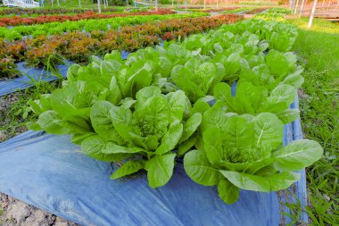 Bebek çünkü ya da ramaine marulu sebze bahçesinde yetişiyor, taze.