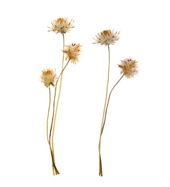 Kurumuş çiçekler beyaz arka planda izole edilmiş