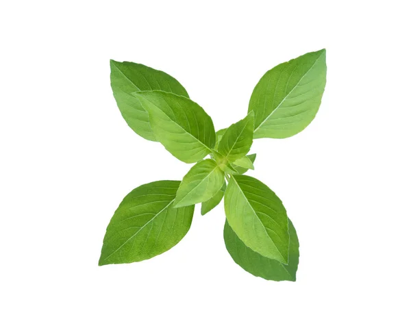 Thai basil leaf isolated on white background — Stock Photo, Image