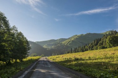 Dağlarda yolda yürüyen inekler