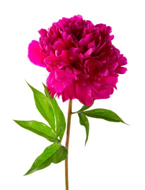 karanlık Şakayık beyaz izole