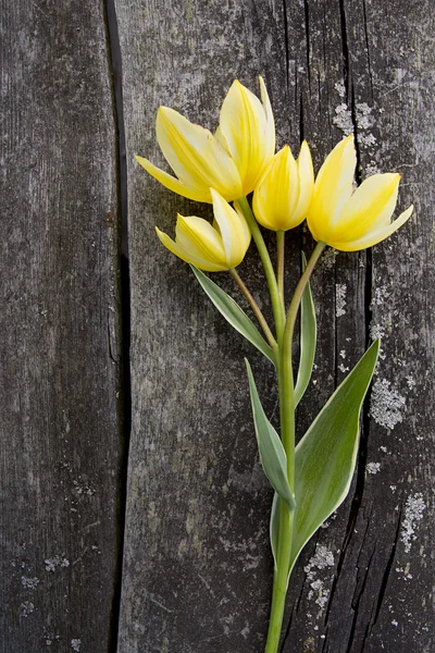 Yellow tulips on wooden surface — Stock Photo, Image