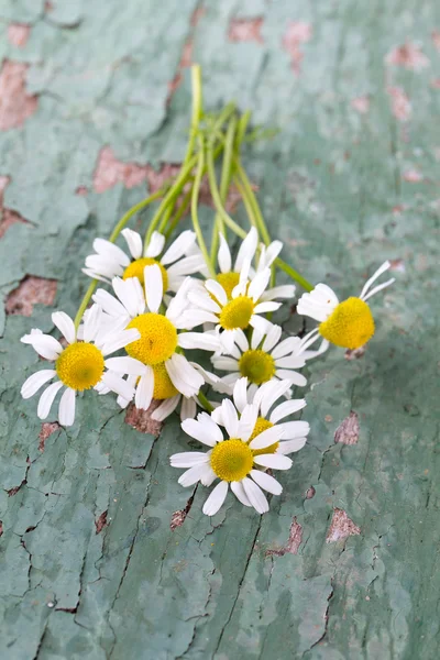 Χαμομήλι λουλούδια σε ξύλινη επιφάνεια — Φωτογραφία Αρχείου
